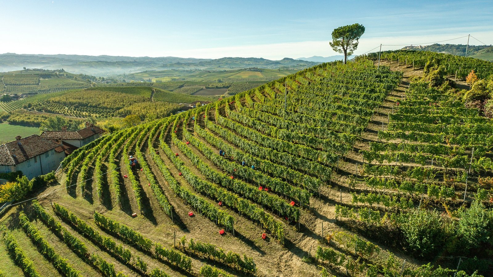 evgenystrzh-vineyard-10121495_1920